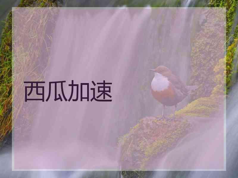 西瓜加速